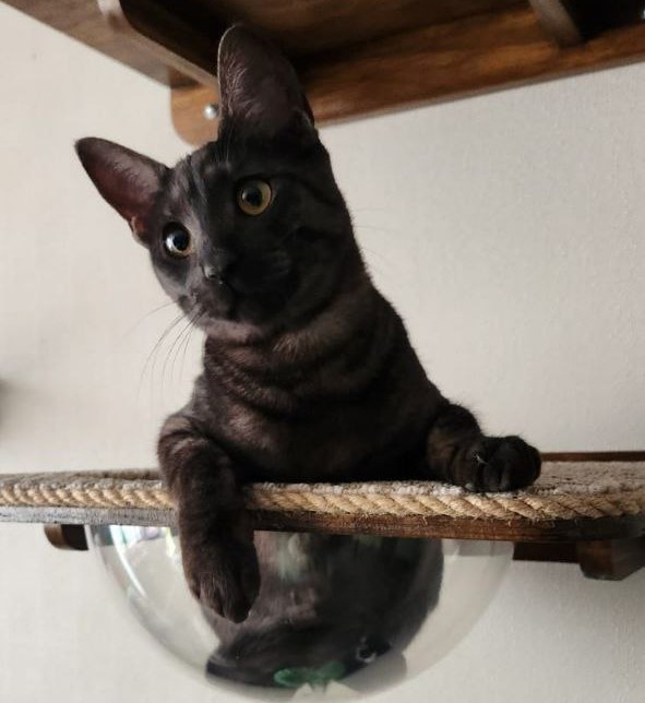 Prieta